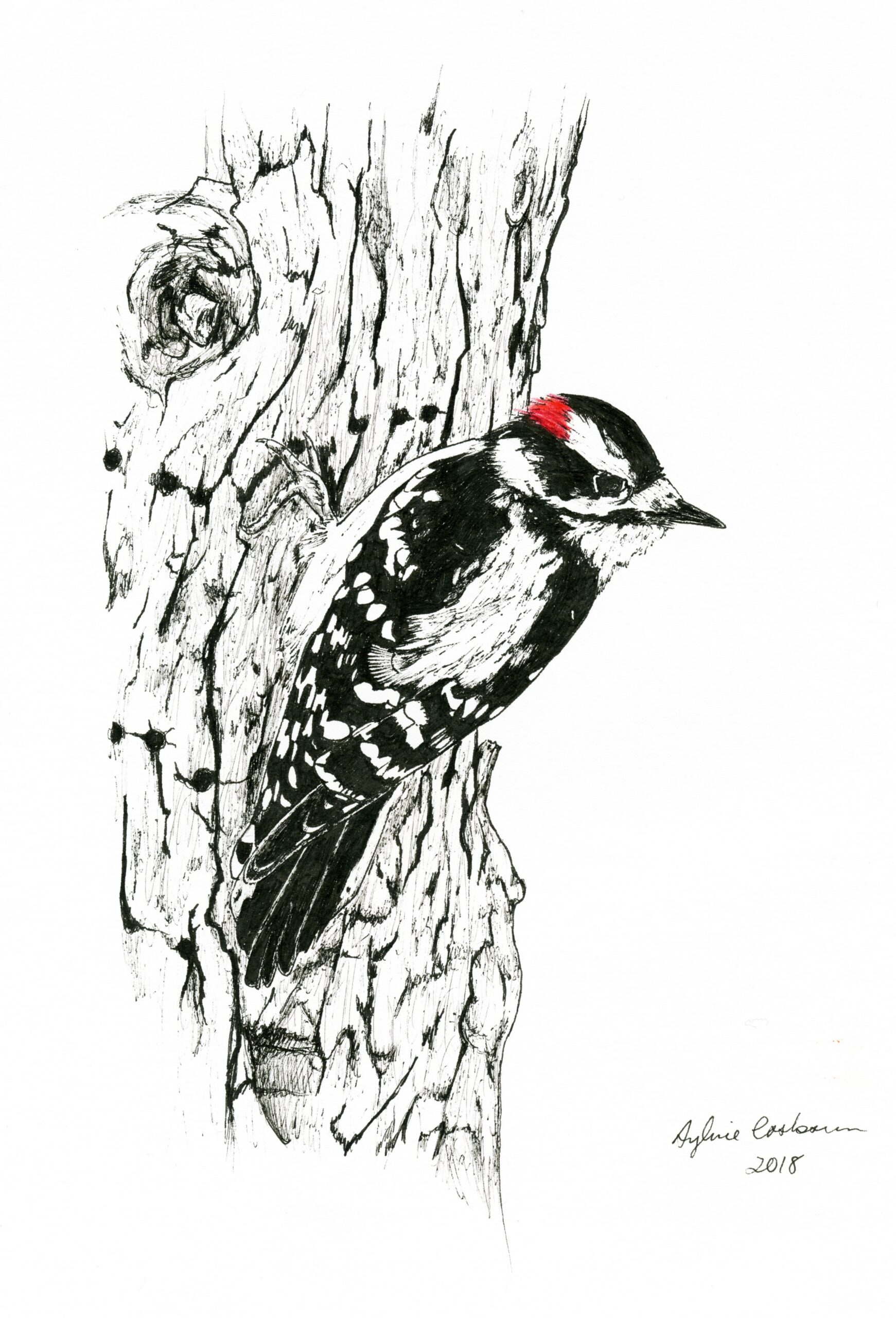Downy Woodpecker Sylvia Casbourn