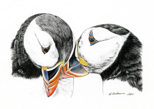 Atlantic Puffins n°1 - note card - Image 2