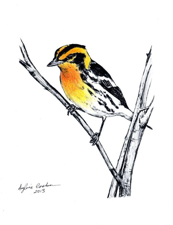 Blackburnian Warbler - note card - Image 2