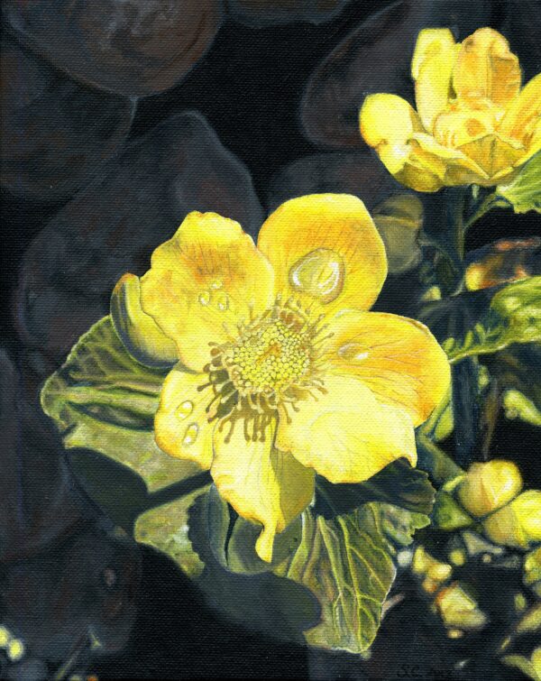 Marsh Marigold - note card - Image 2