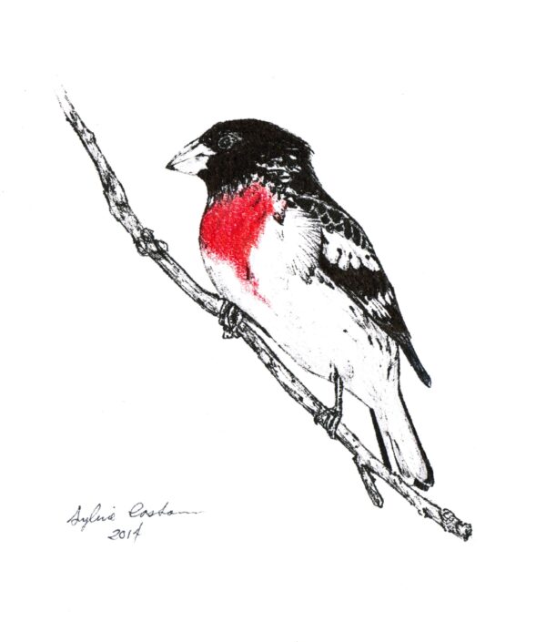 Rose-breasted Grosbeak - note card - Image 2