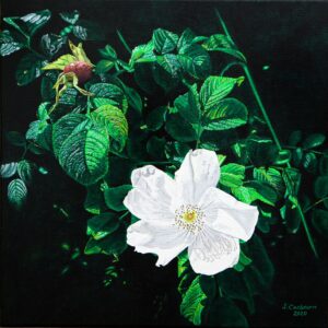 White Roses n°4
