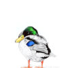 Mallard n°2 - note card - Image 2