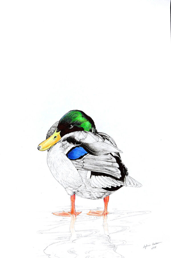 Mallard n°2 - note card - Image 2