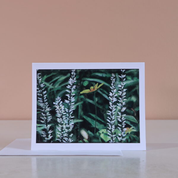 Colicroot n°2 - note card