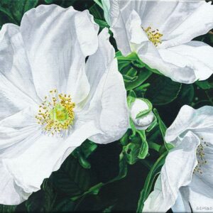 White Roses n°1