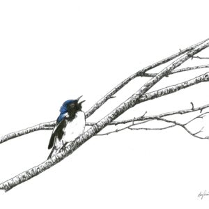 Black-throated Blue n°2