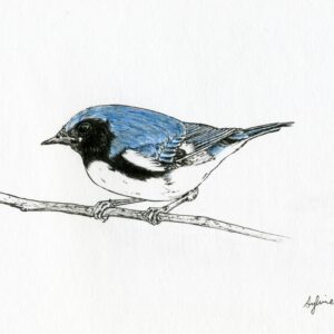 Black-throated Blue n°1