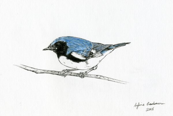 Black-throated Blue Warbler n°1 - note card - Image 2