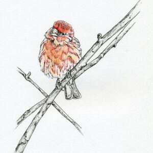 House Finch n°1