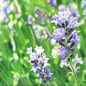 Lavender Flowers