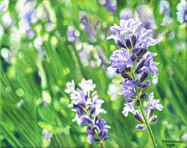 Lavender Flowers