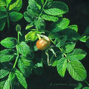 Rosehip n°1